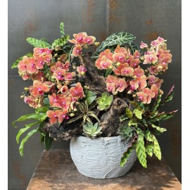 CHẬU BONSAI LAN HỒ ĐIỆP MINI CAM